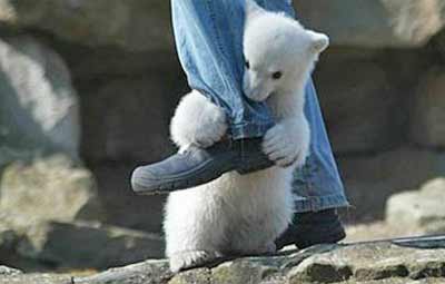 Pictures Baby Polar Bears on Baby Polar Bear 2 Jpg